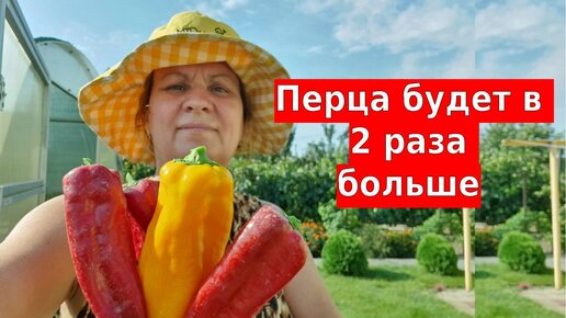 Как формировать перец. Перца будет 2 раза больше, если успеть сделать