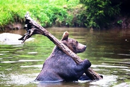 Медвежий логроллинг. 😝  Источник: Яндекс Картинки