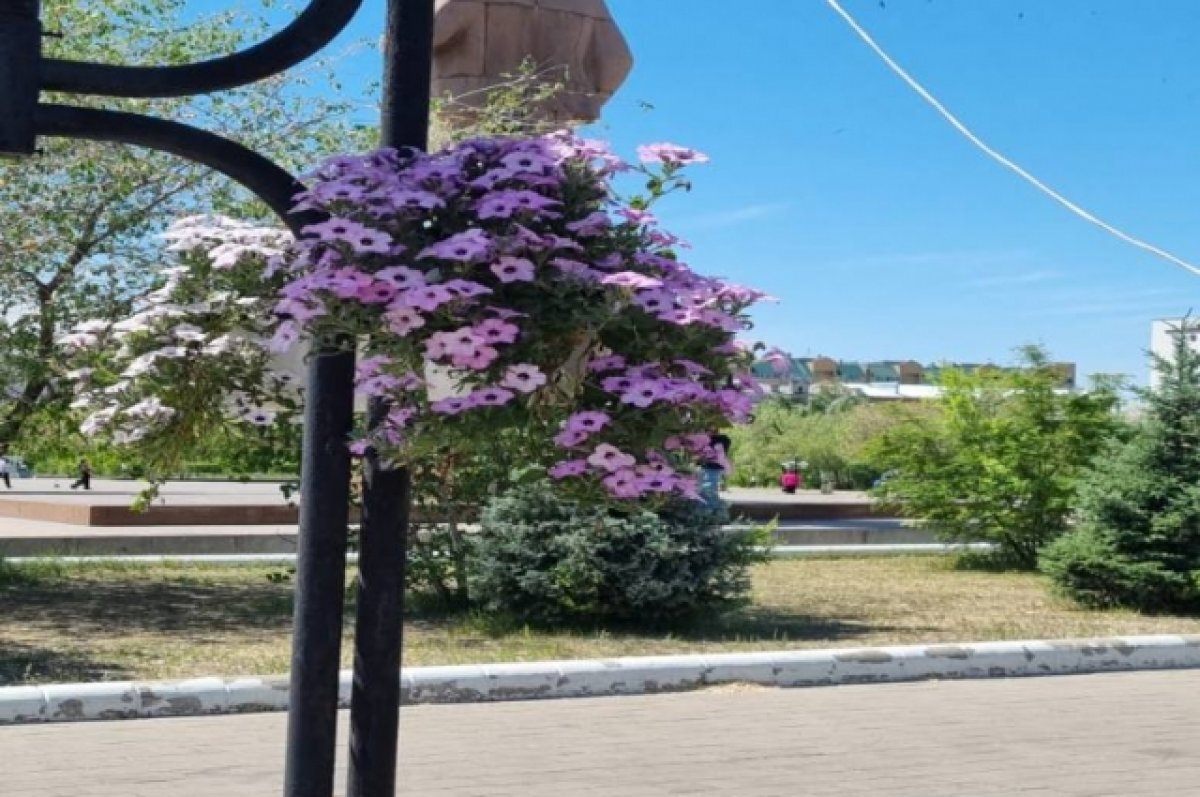    В Чите за неделю высадили более 9,5 тысяч цветов