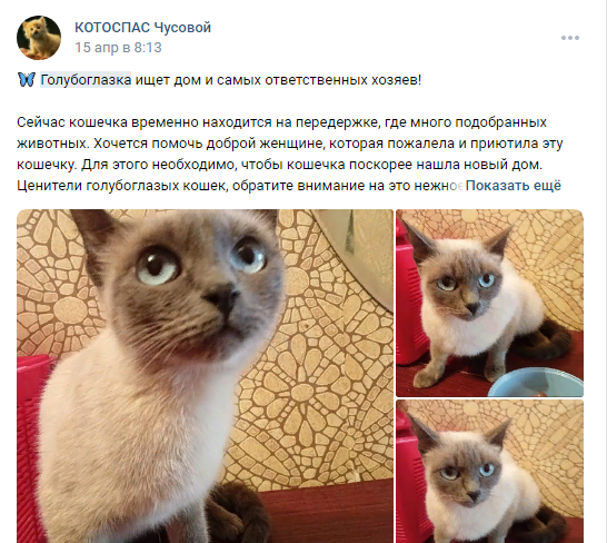 Это второе объявление, из комментариев которого мы узнали, что кошечка уже дома