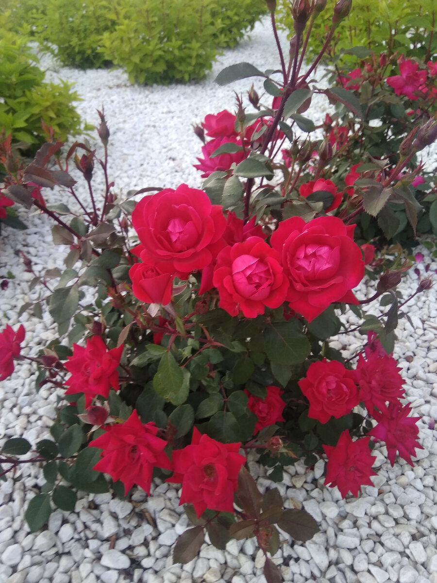 Эти прекрасные розы с любовью высажены на территории спорт клуба