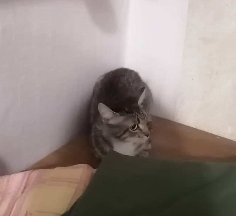 А это уже дома. Пока сидит в углу