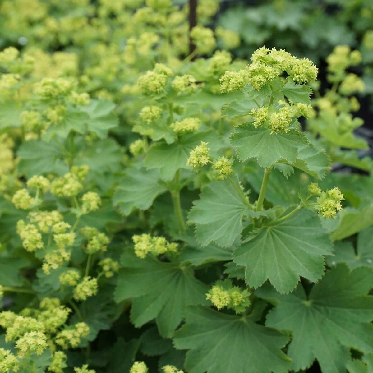 Манжетка Alchemilla erythropoda