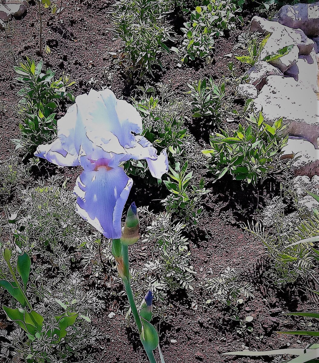 Редкой красоты одинокий ирис. Фото автора канала.