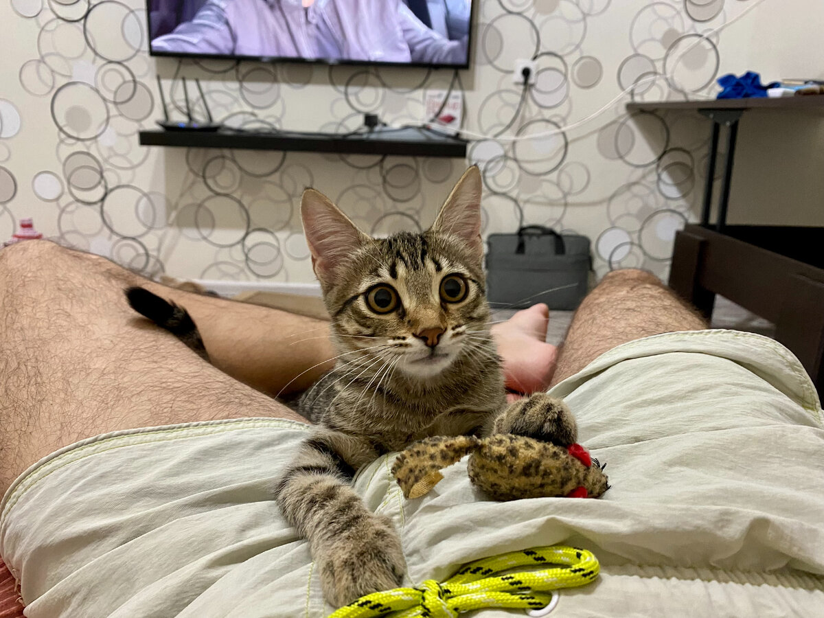 Леопардовая мышка повидала виды в этой жизни...))