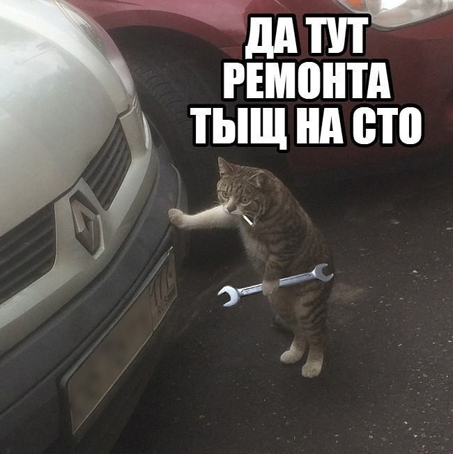 Чтобы и в вашей жизни не появился такой кот - обращайте внимание на каждую мелочь.