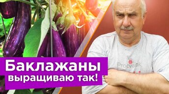 Коварная ошибка, из-за которой не растут баклажаны! 3 простых секрета для огромного урожая