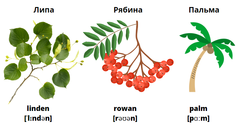 Blossom перевод с английского