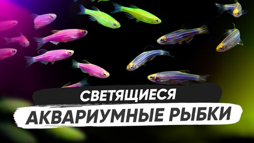 Светящиеся аквариумные рыбки GloFish (глофиш)