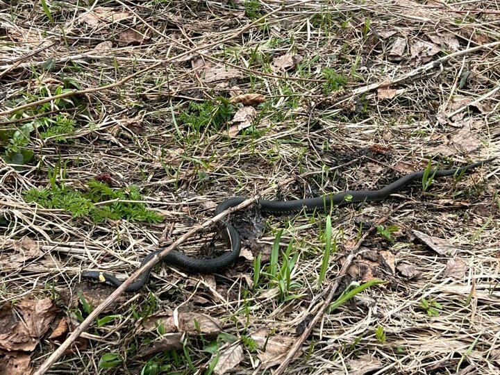 Их было очень много!