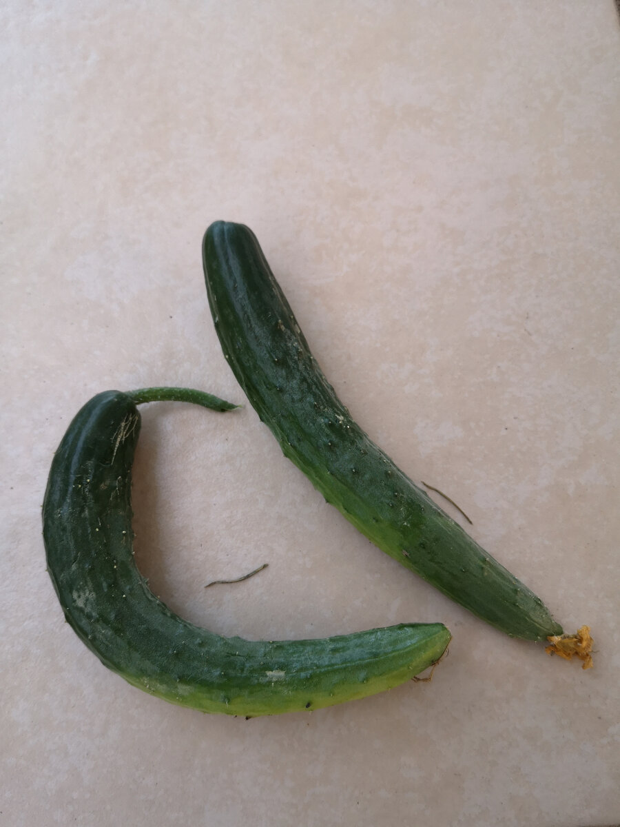 У меня такой сорт длинных огурцов