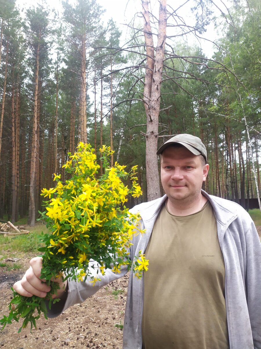 Зверобойная настойка! Семейный рецепт со времен СССР. | Mr. ГРАДУС | Дзен