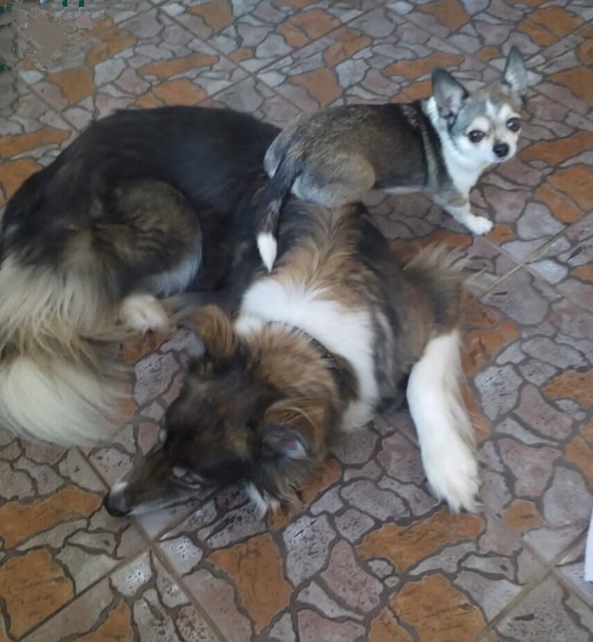 Большая тёплая собака хорошо подходит в роли скамейки