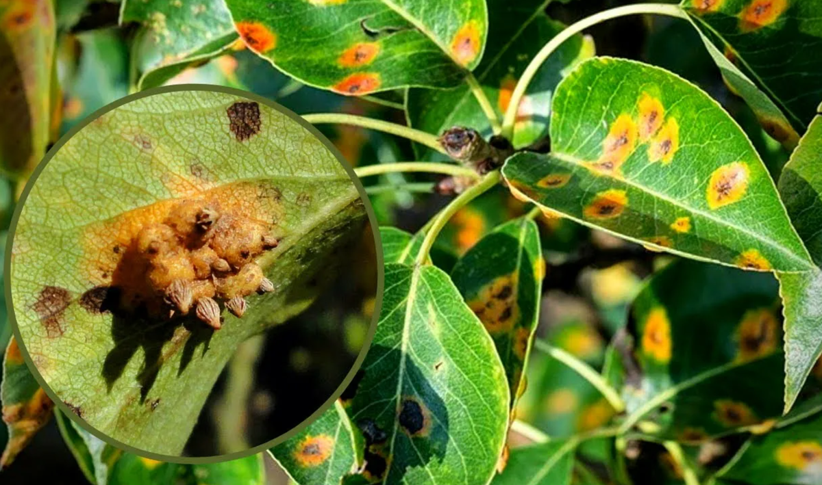 Черные пятна на груше. Gymnosporangium sabinae ржавчина груши. Энтомоспориоз груши. Ржавая пятнистость на груше. Грибок Gymnosporangium sabinae.