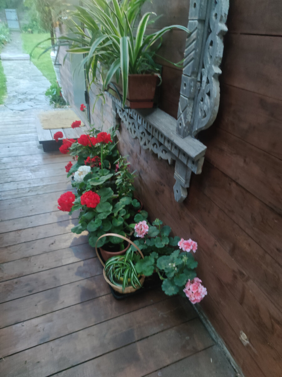 Герани на веранде - молодцы