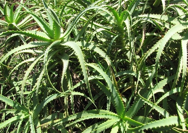 Фото Forest Starr & Kim Starr