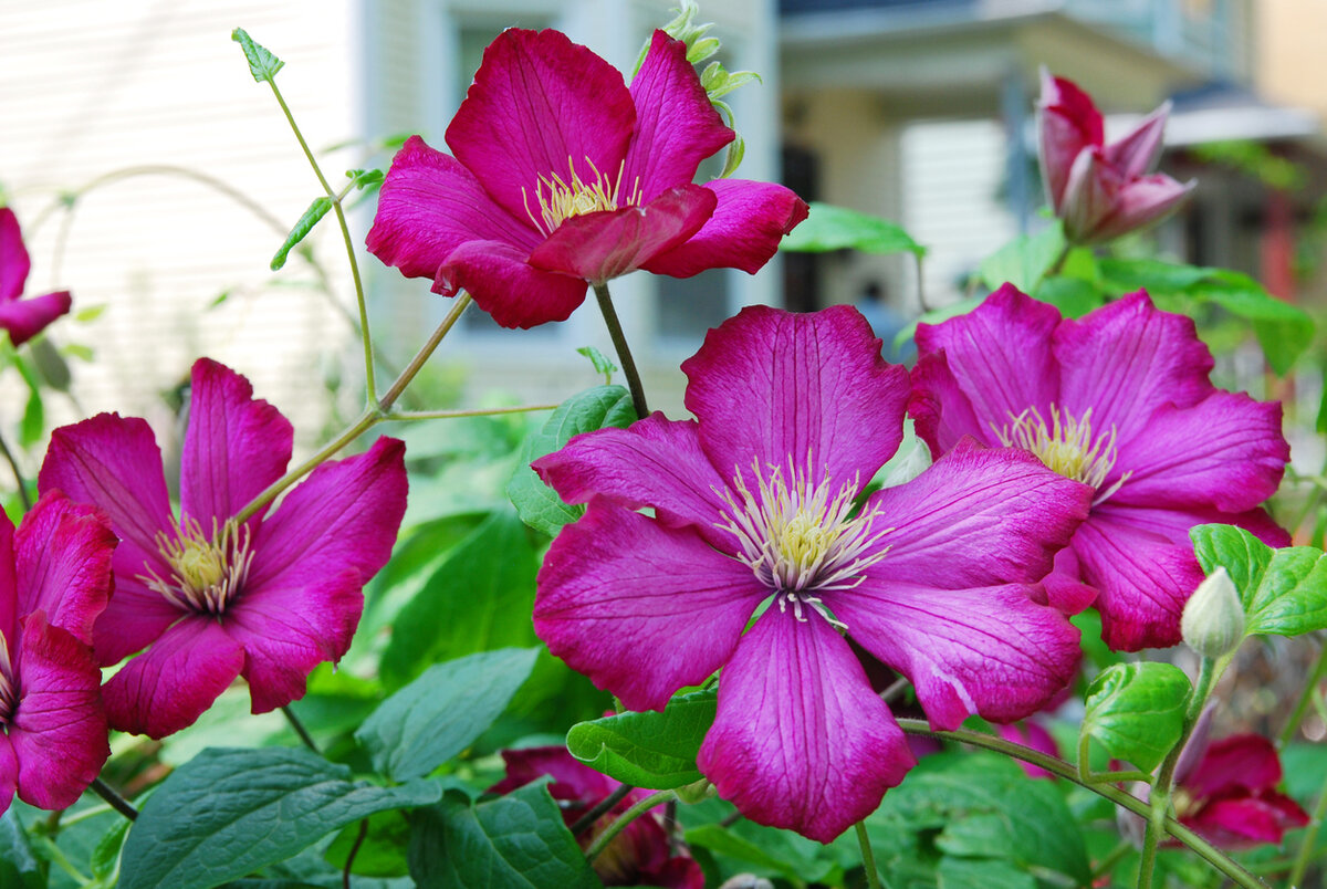    Клематис — лучшее растение для украшения арок, пергол и других вертикальных конструкций