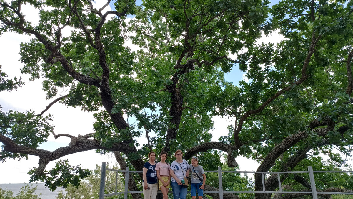 Дуб-патриарх - символ Дубовки