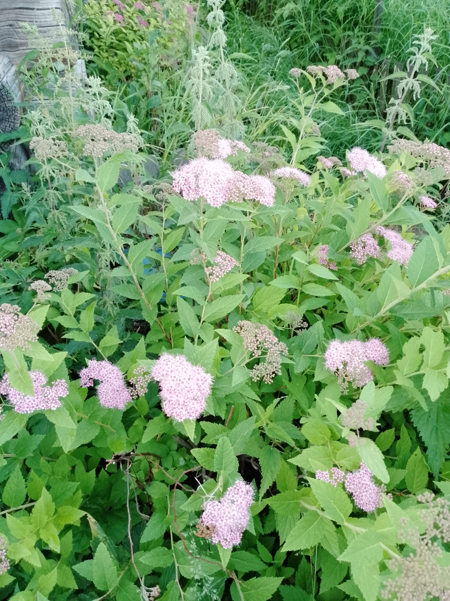 Куст японской спиреи🌸