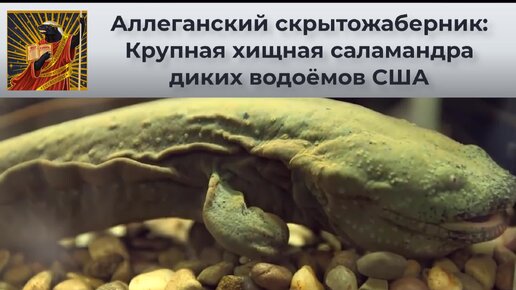 Аллеганский скрытожаберник: Крупная хищная саламандра диких водоёмов США. По-настоящему хтоническое чудище | Видео 🎥