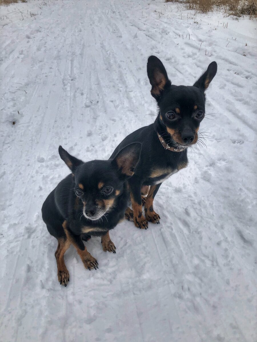 Мои любимые собаки