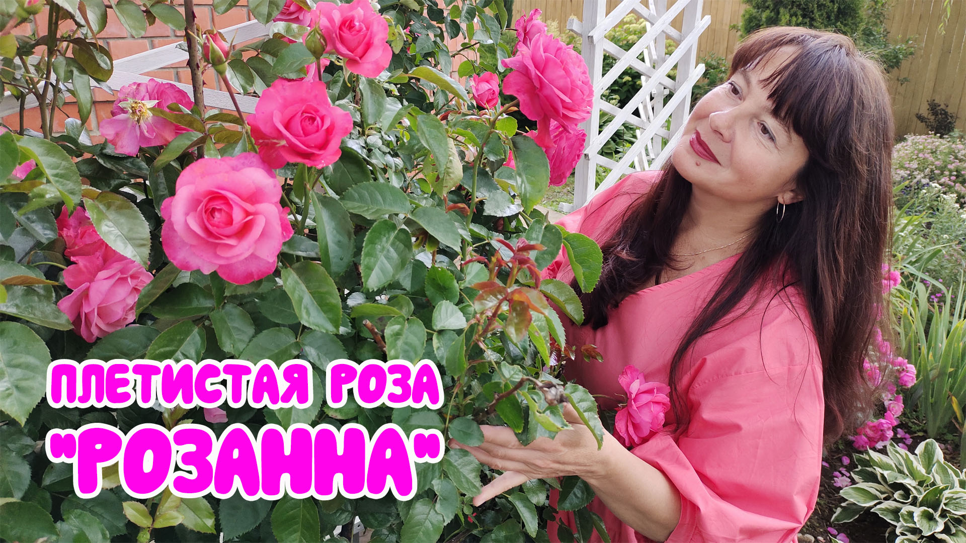 Галерея роз - Rosanna - Энциклопедия роз