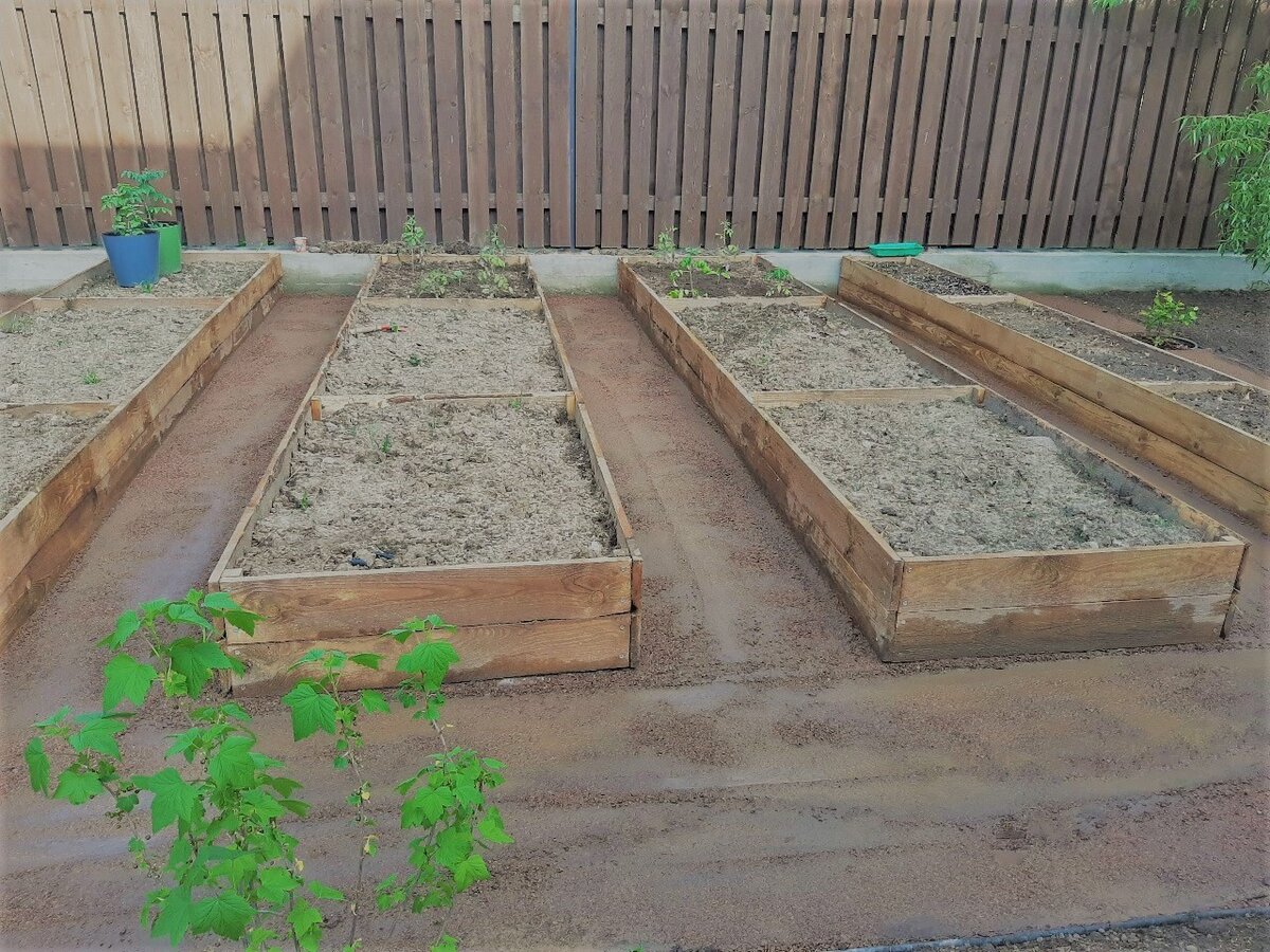 Огород примыкает к забору. Фото автора sever_sad


