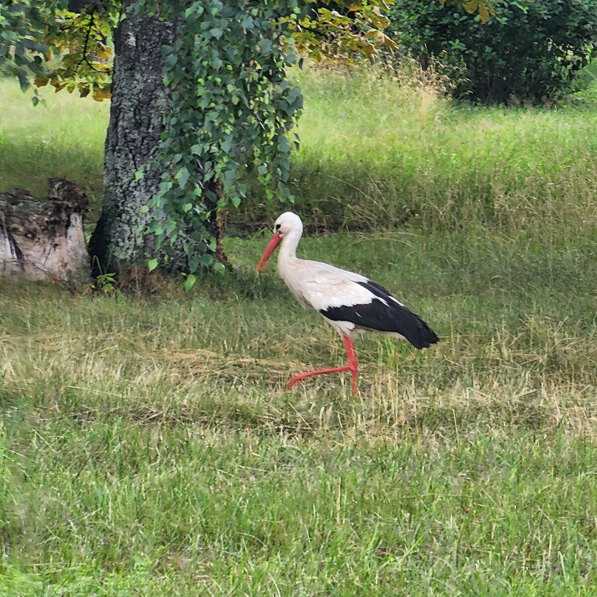 Аист, фото автора 