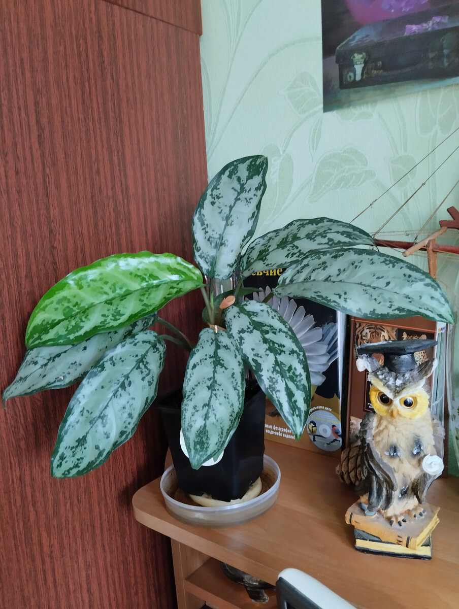 Аглоанема "Мария". Фото автора.