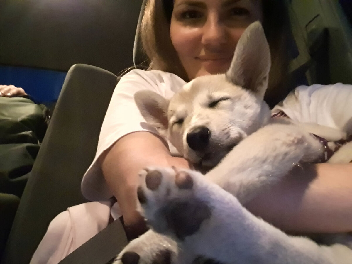 Когда выехали, Пуля сразу сладко уснула у меня на руках (листайте галерею).