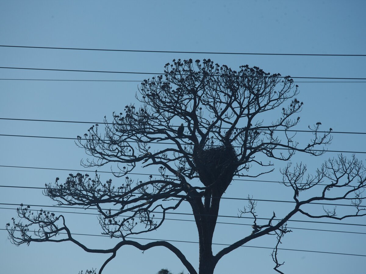 Гордость Kennedy Space Center – гнездо белоголового орлана