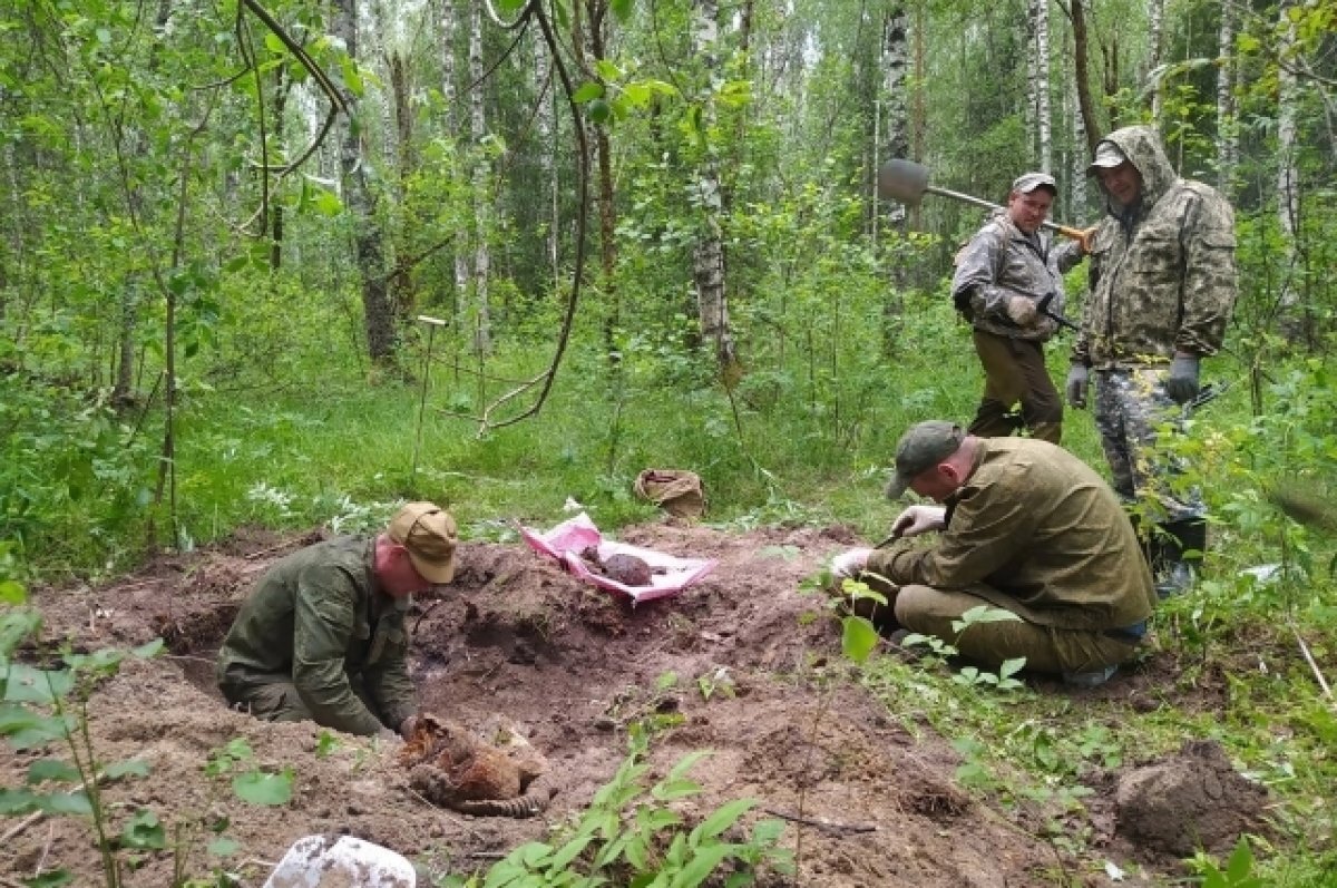    В урочище Ивашково Тверской области обнаружили останки красноармейца