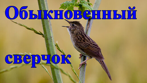 Обыкновенный сверчок