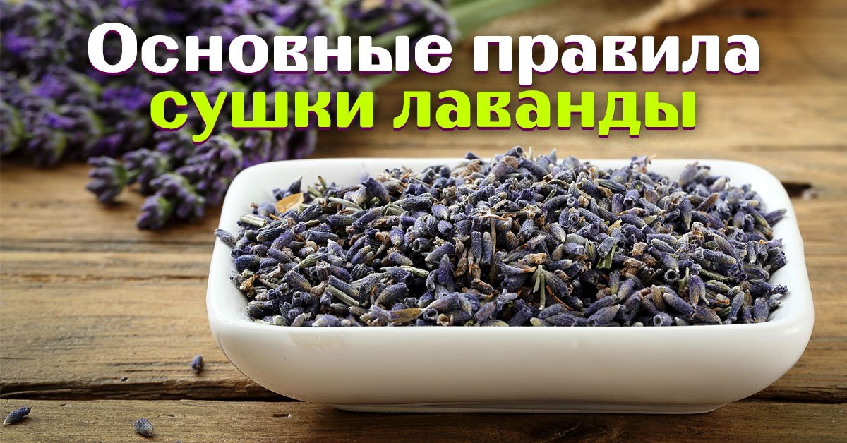 Декор сушится Лаванда