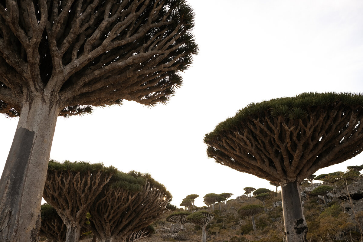 Деревья, которых больше нигде нет в мире