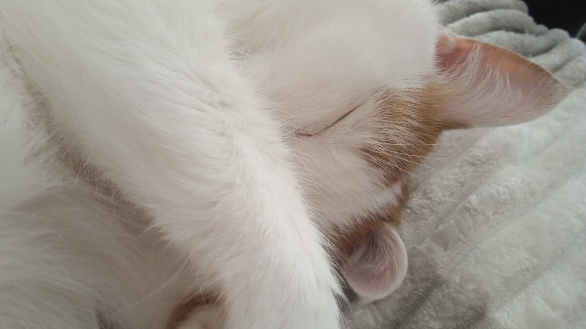 Да кошкам сняться сны и сейчас всё объясню