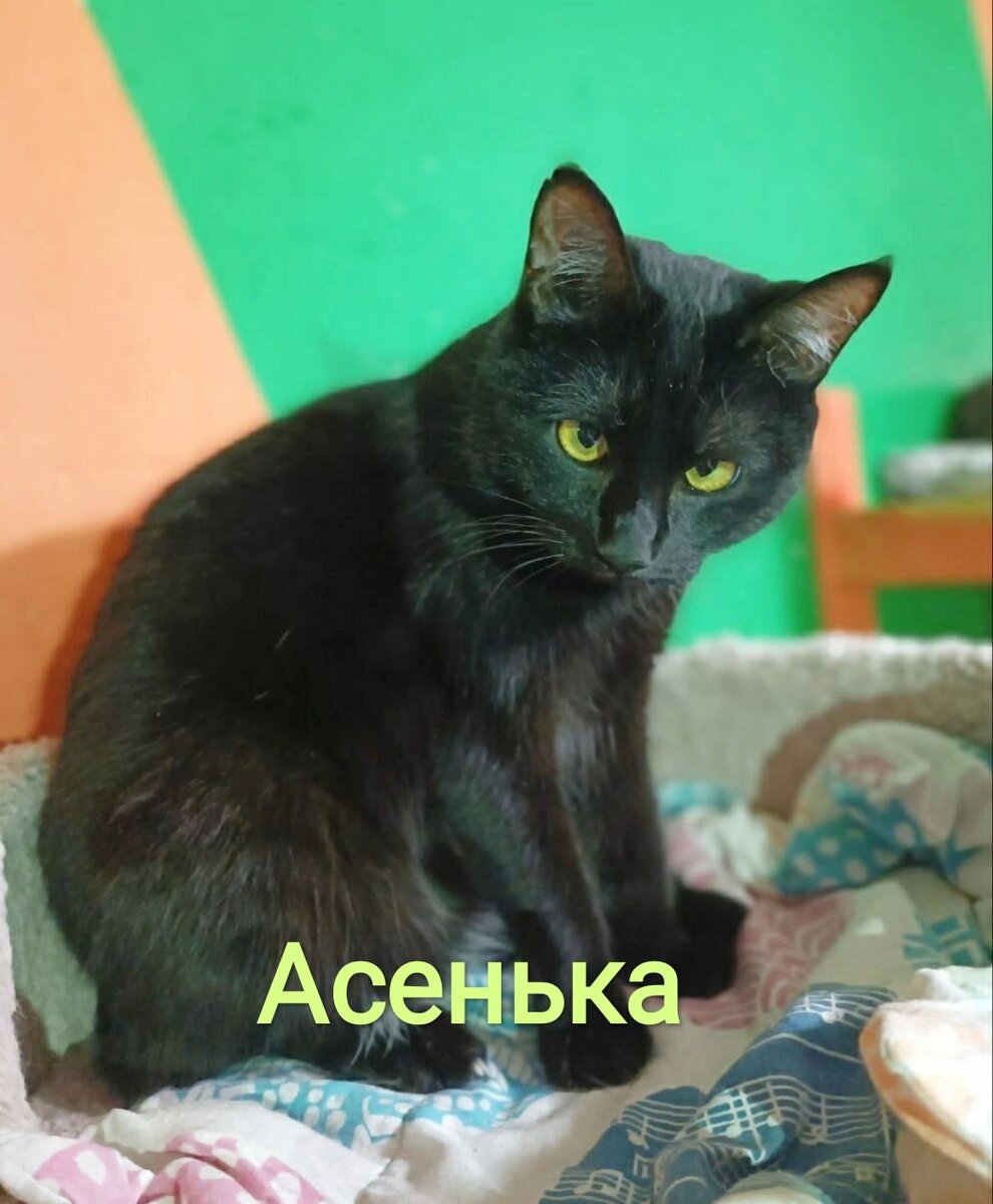 Ася, Тристан, Чита