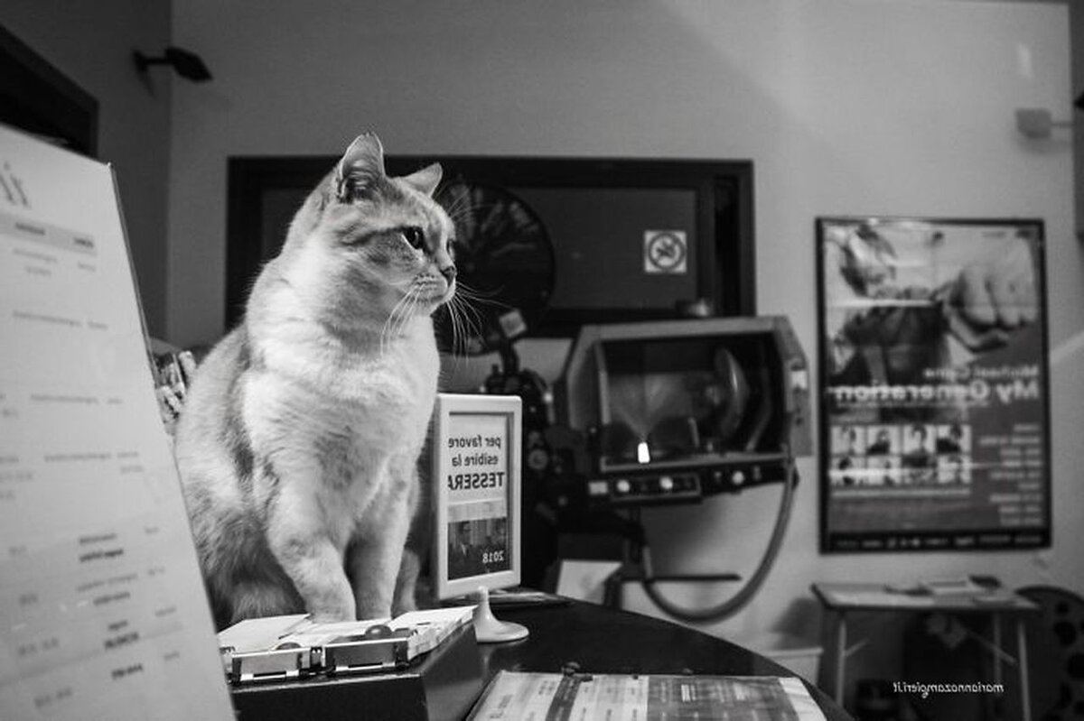 Cat work