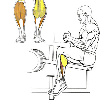 Как правильно качать икры ног в зале для мужчин