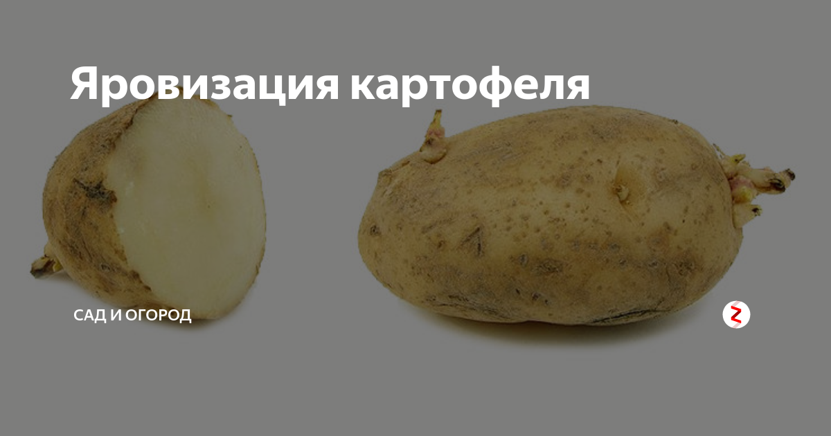 Яровизация картофеля