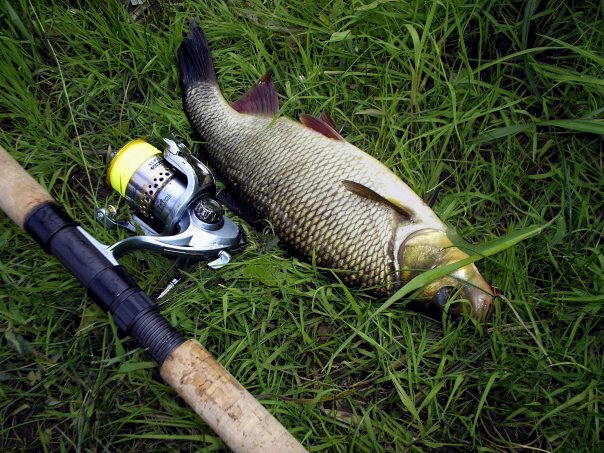 Сооблазнился вертушкой Mepps Tunder Bug 1