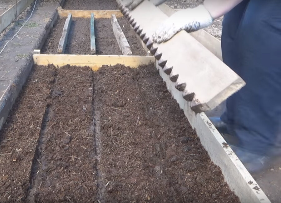 Посев семян моркови. Свекла на грядке. Высота грядки под морковь. Теплица морковь. Бороздки для моркови.