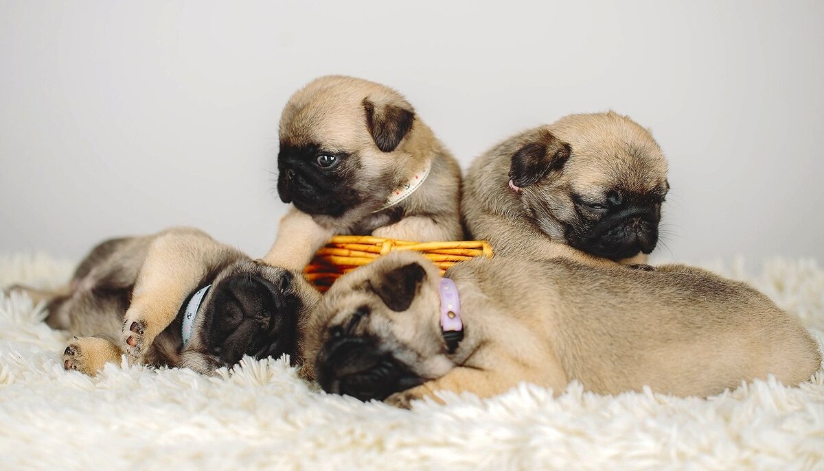 
Фотограф - Юлия Макурина
