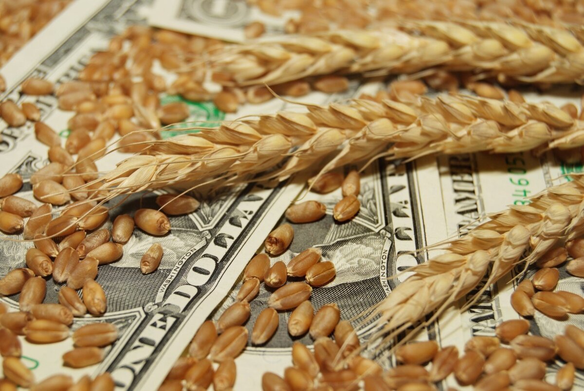 Пшеничный товар. Зерновые культуры. Пшеница зерно. Рынок пшеницы. Пшеница продовольственная.