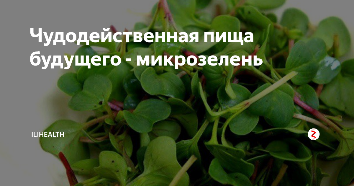 Микрозелень проект 3 класс How to Grow Microgreens Growing microgreens, Microgreens, Growing vegetables ind