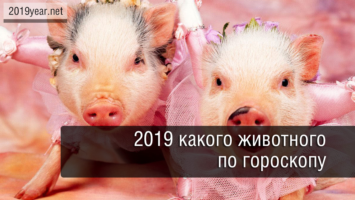 2019 какого животного. 2019 Год кого. 2019 Год кого по гороскопу. Год кого 2019 какого животного. Какое животное 2019 года.