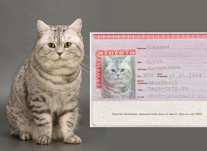 Выбор клички для животного: список имен, советы