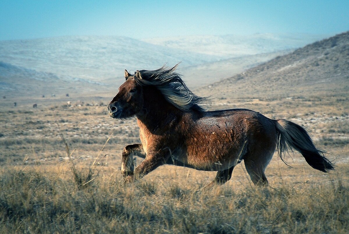 Mongolia Tatlisi