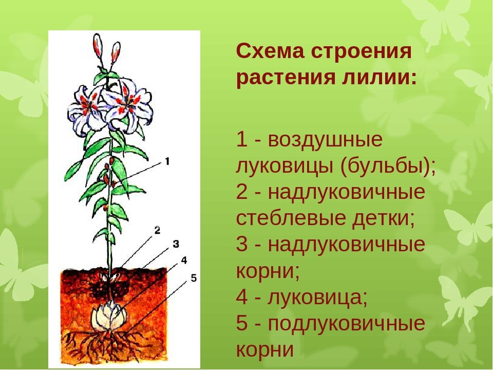 Корневая система лилии