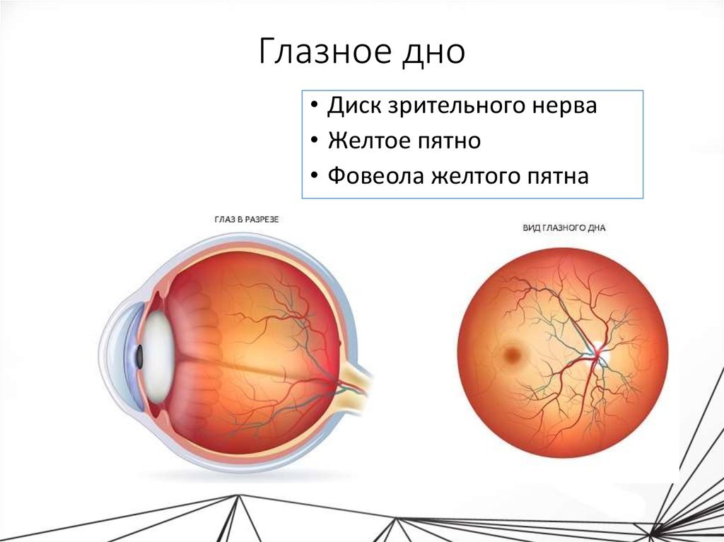 Сетчатка глаза картина